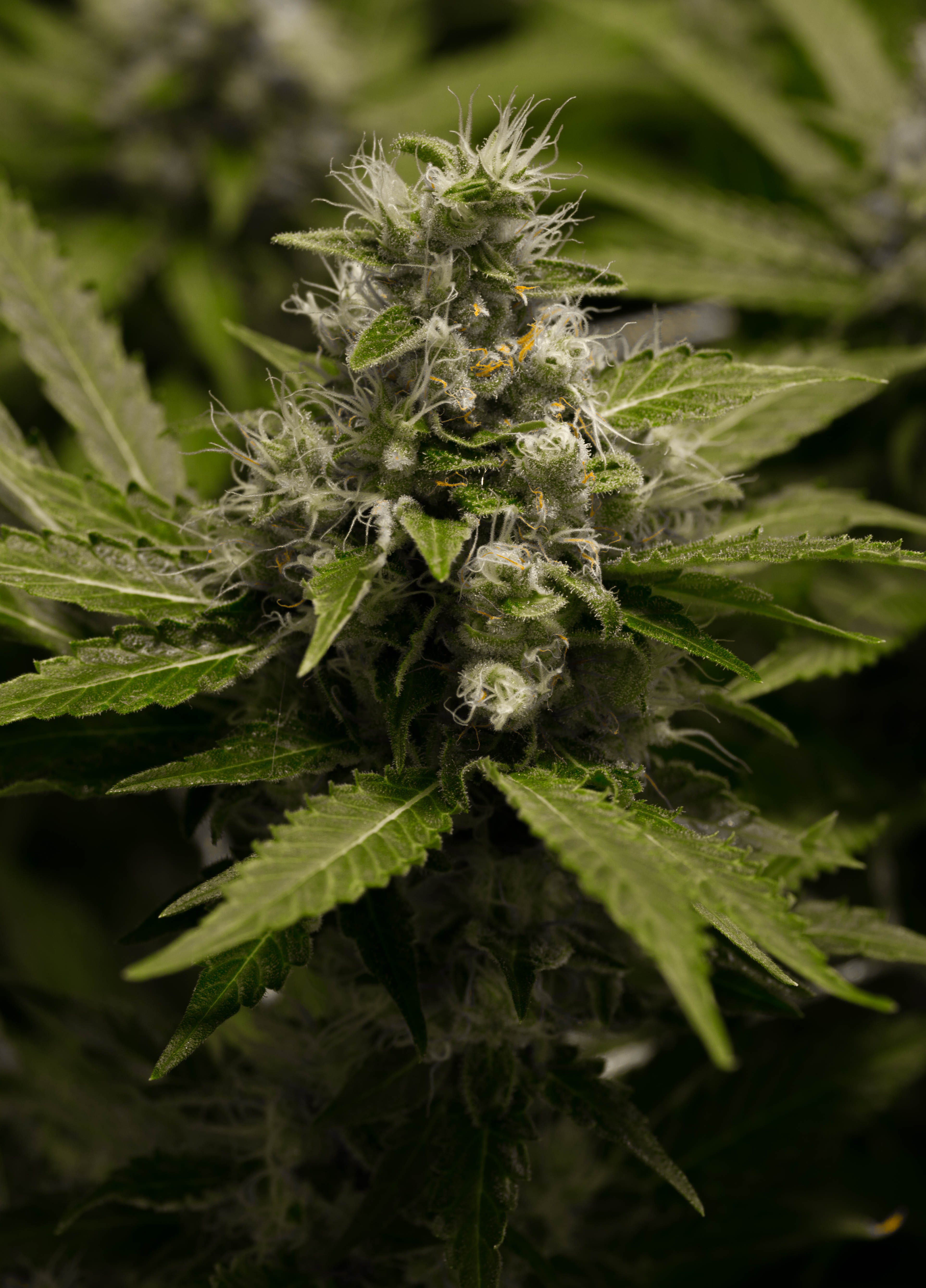 marijuana-dispensaries-canna-city-in-trinidad-afghani
