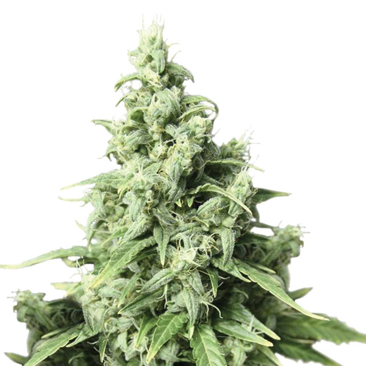 seed-dutch-passion-seed-company-auto-durban-poison