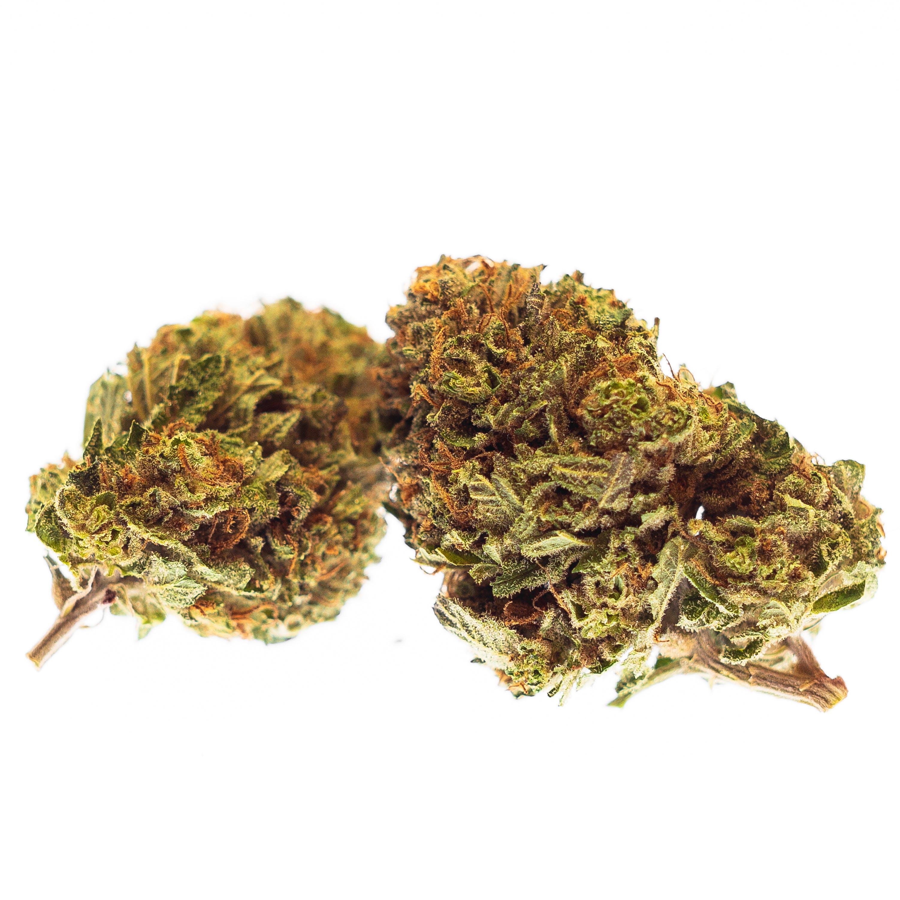 Bear Dance 20.70% LIMITED EDITION STRAIN