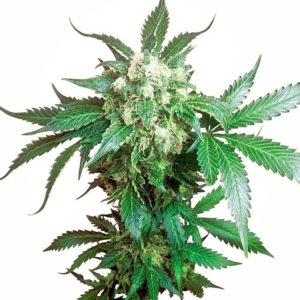 Black Domina Feminized