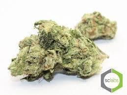 Candy Jack - PREMIUM (5G @ $25)