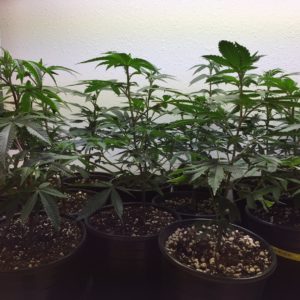 Clones - multiple cultivars