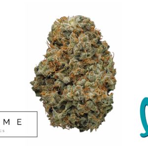 CREME - SHIVA SKUNK