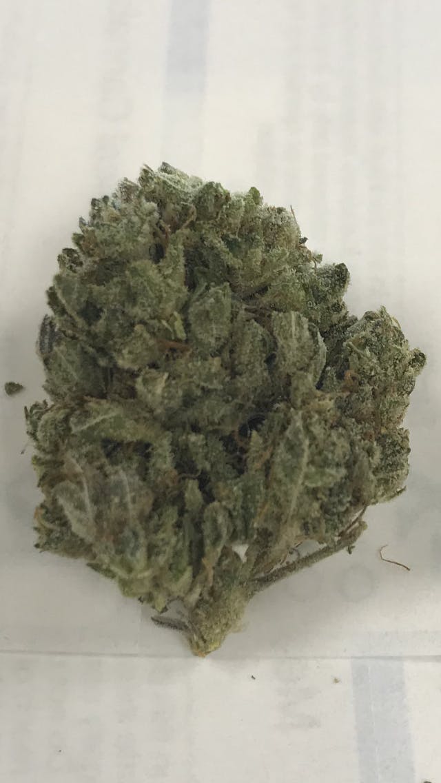 indica-donkey-glue