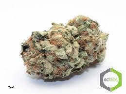 Dosidos - PREMIUM (5G @ $45)