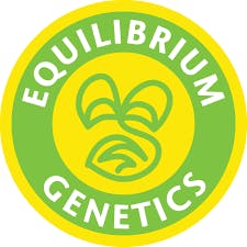 Equilibrium Genetics Chem 4 Glue 6 seeds