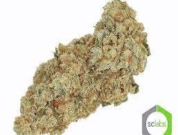 *EXCLUSIVE* MONTE CARLO OG
