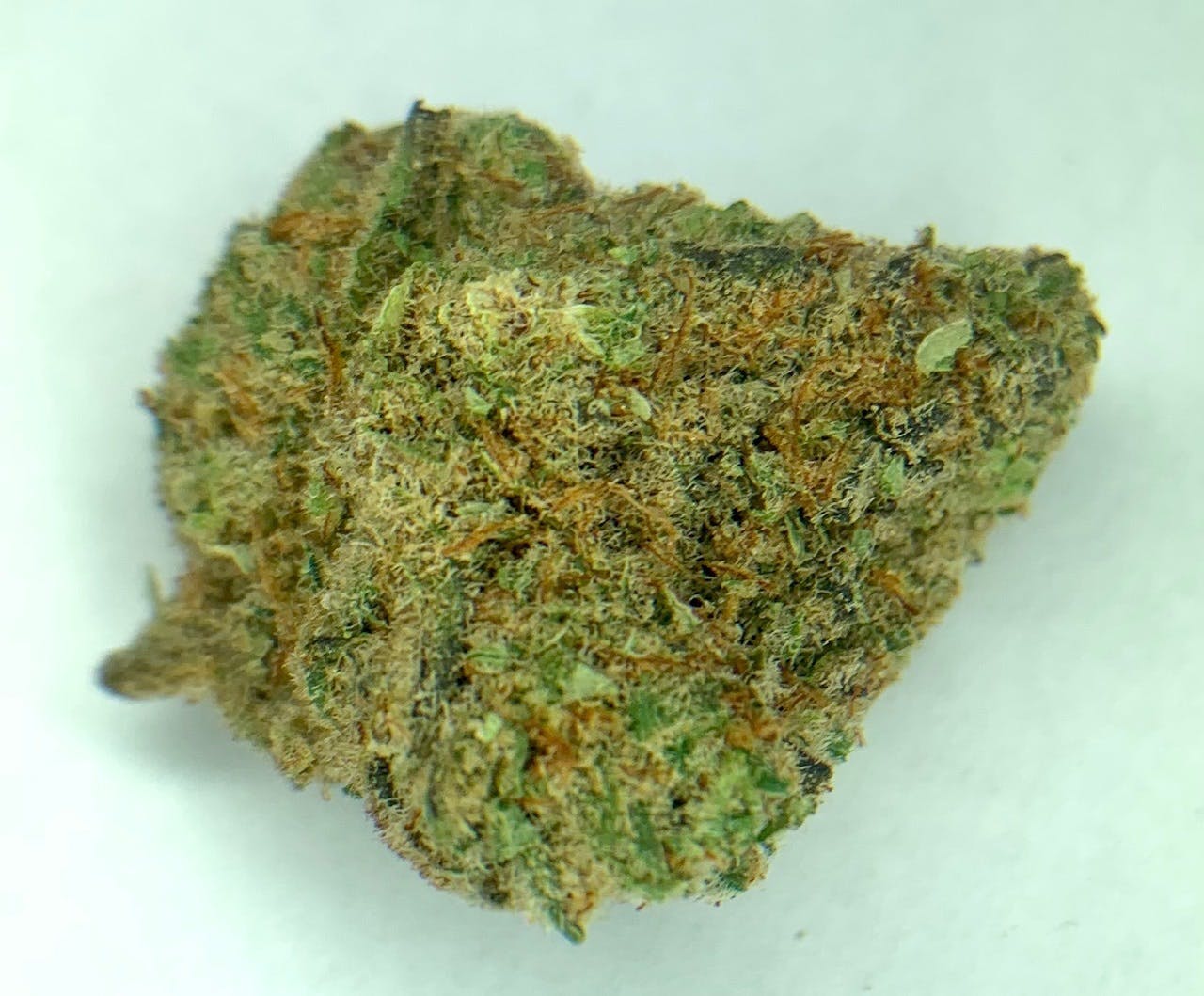 marijuana-dispensaries-549-n-western-ave-los-angeles-exclusive-slimer