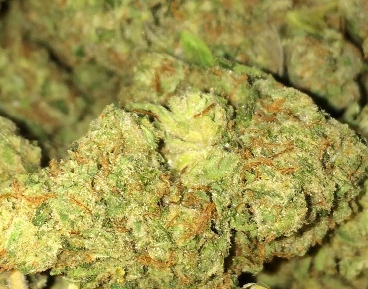 indica-fing-amazing-og