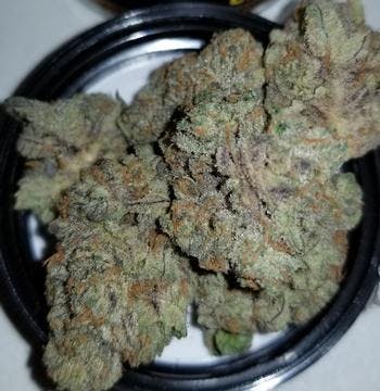 sativa-floracal-rose-especial-18th