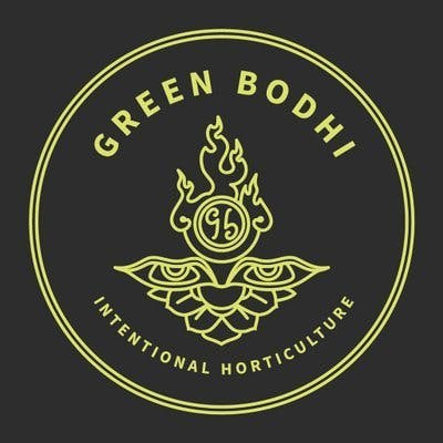 Green Bodhi - Seeds 10 Pack (Medical)