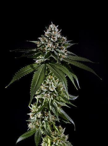 clone-hert-fire-og-5050-hyb-9-to-10-weeks-flower