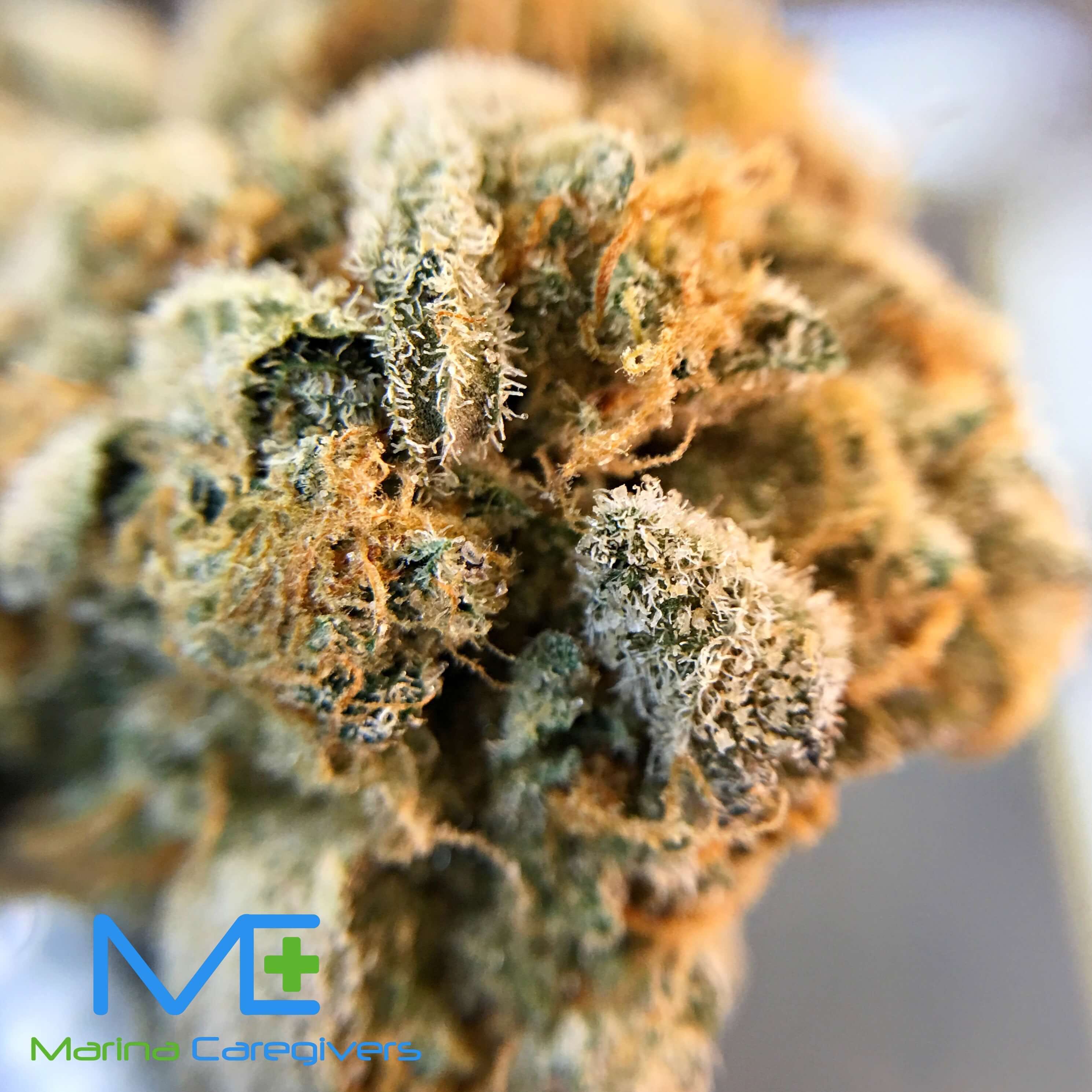 Marina Caregivers - Blackberry