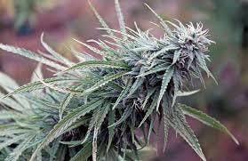 marijuana-dispensaries-western-oregon-dispensary-sherwood-in-sherwood-maui-wowie