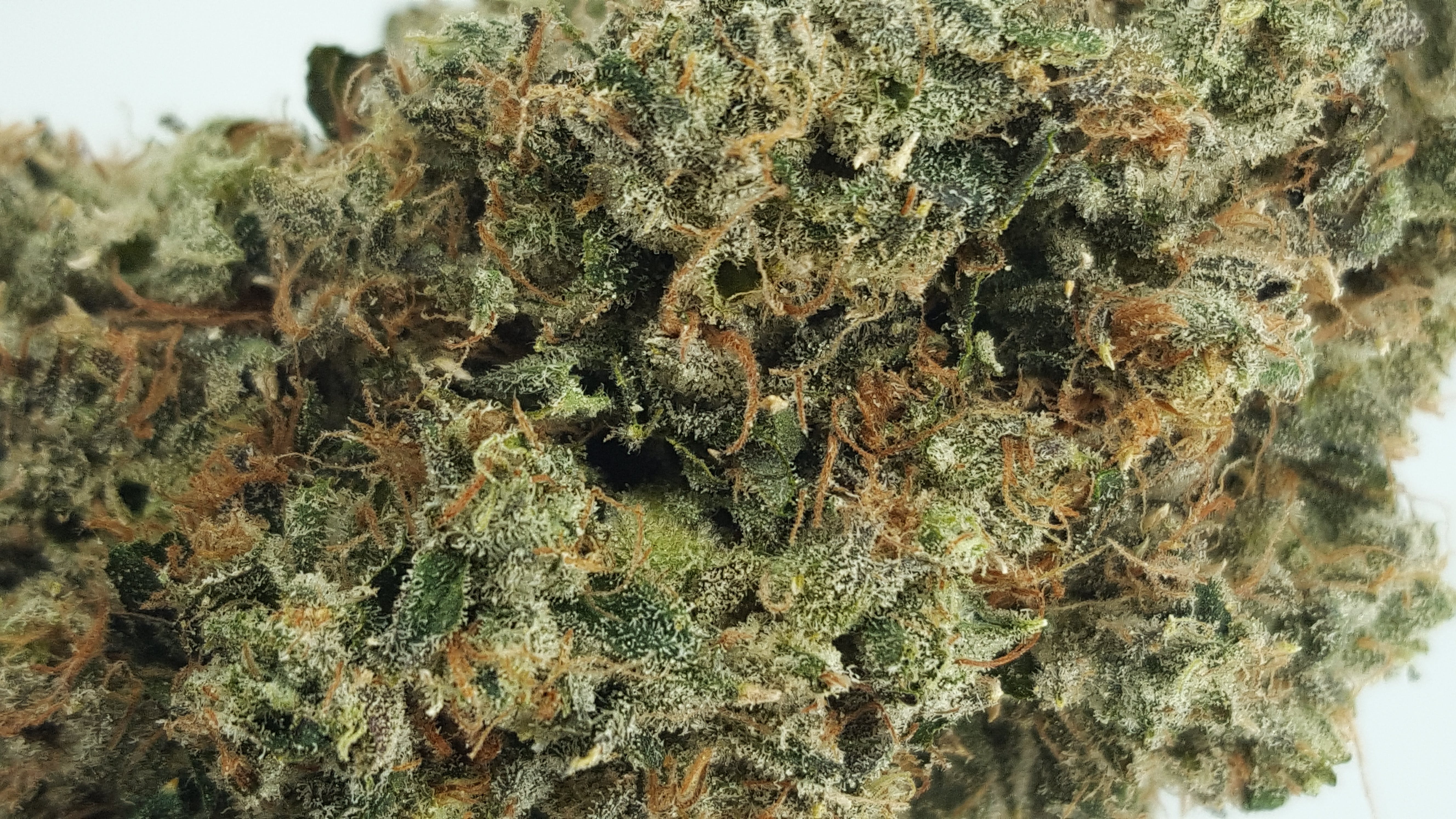 marijuana-dispensaries-150-venice-blvd-los-angeles-northern-emeralds-velvet-queen-10g-2490