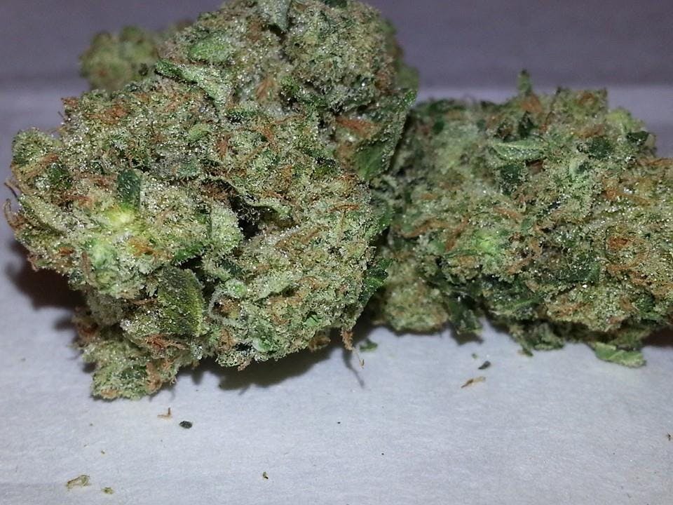 indica-og-kush-231