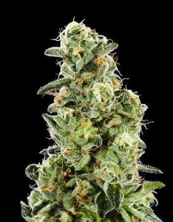 clone-prem-do-si-do-5050-hyb-8-to-9-weeks-flower