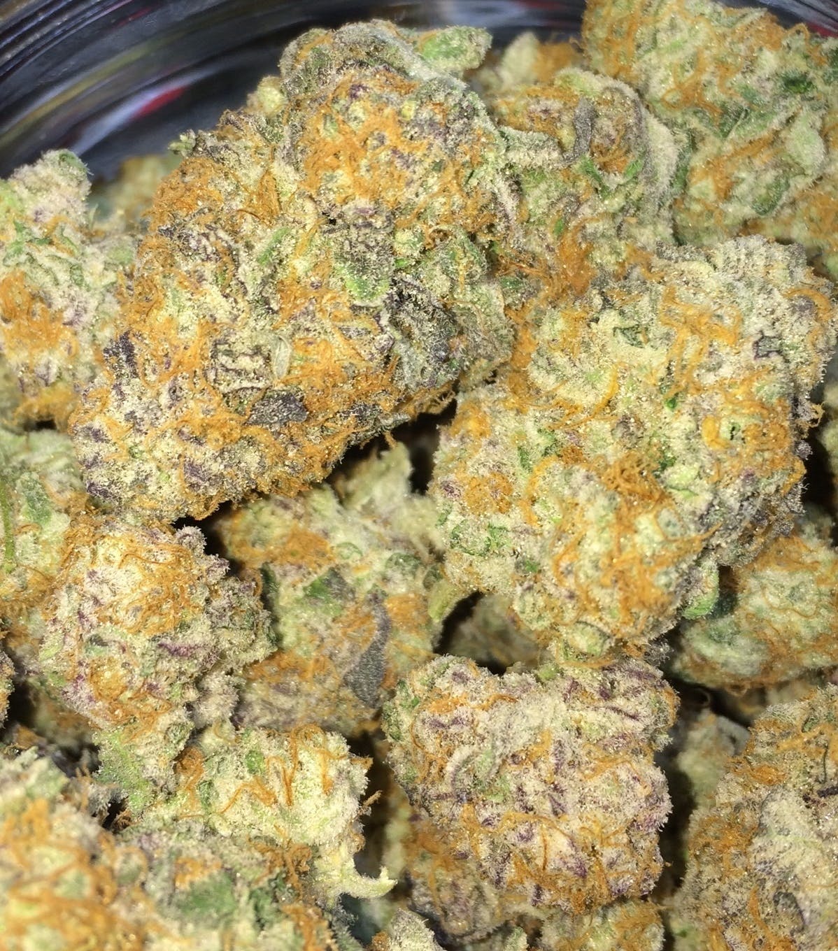 hybrid-purple-biscotti-exotic-new