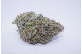 SD Strains - Nothern Haze