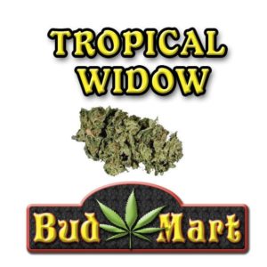 Tropical Widow