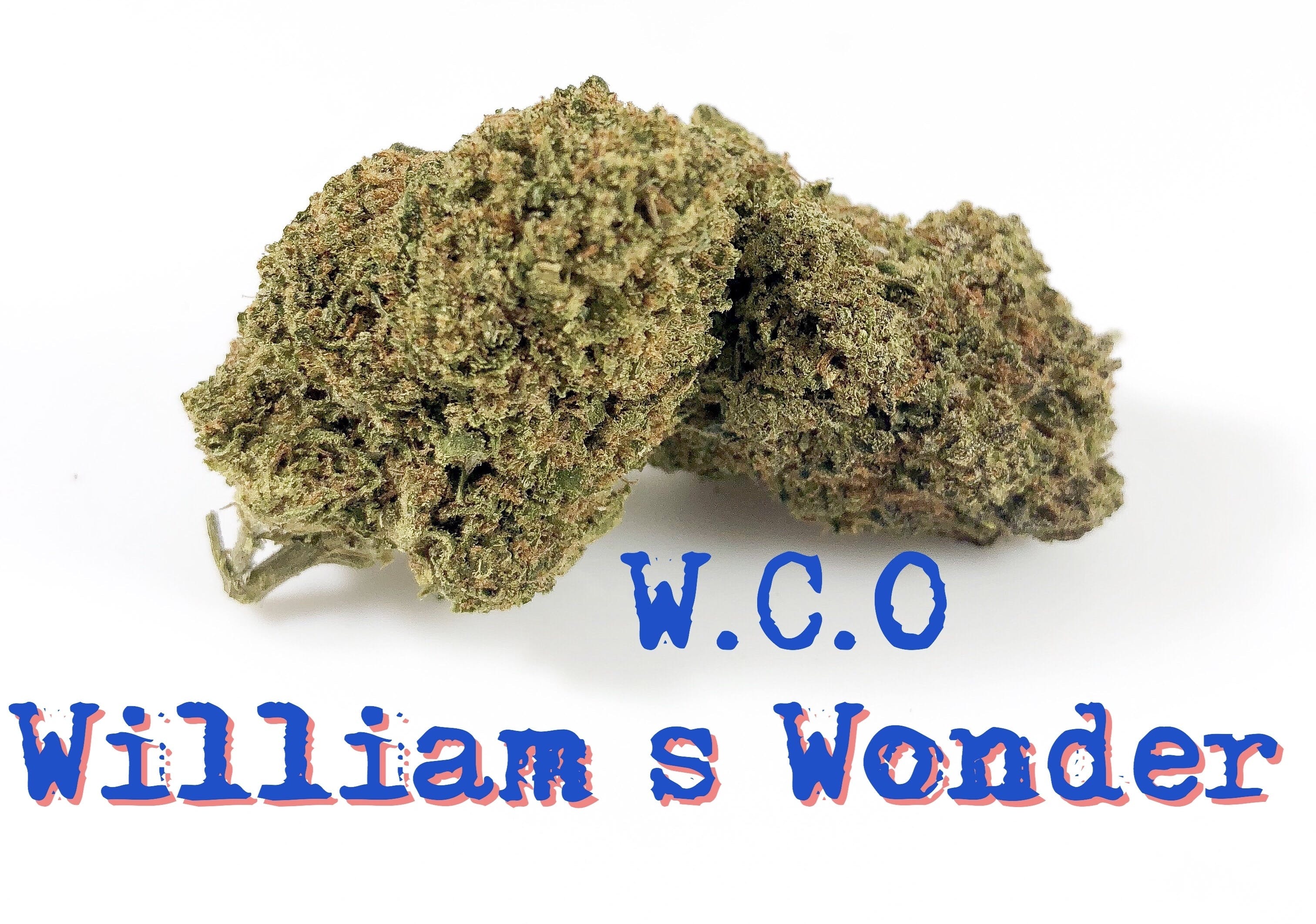 indica-williams-wonder