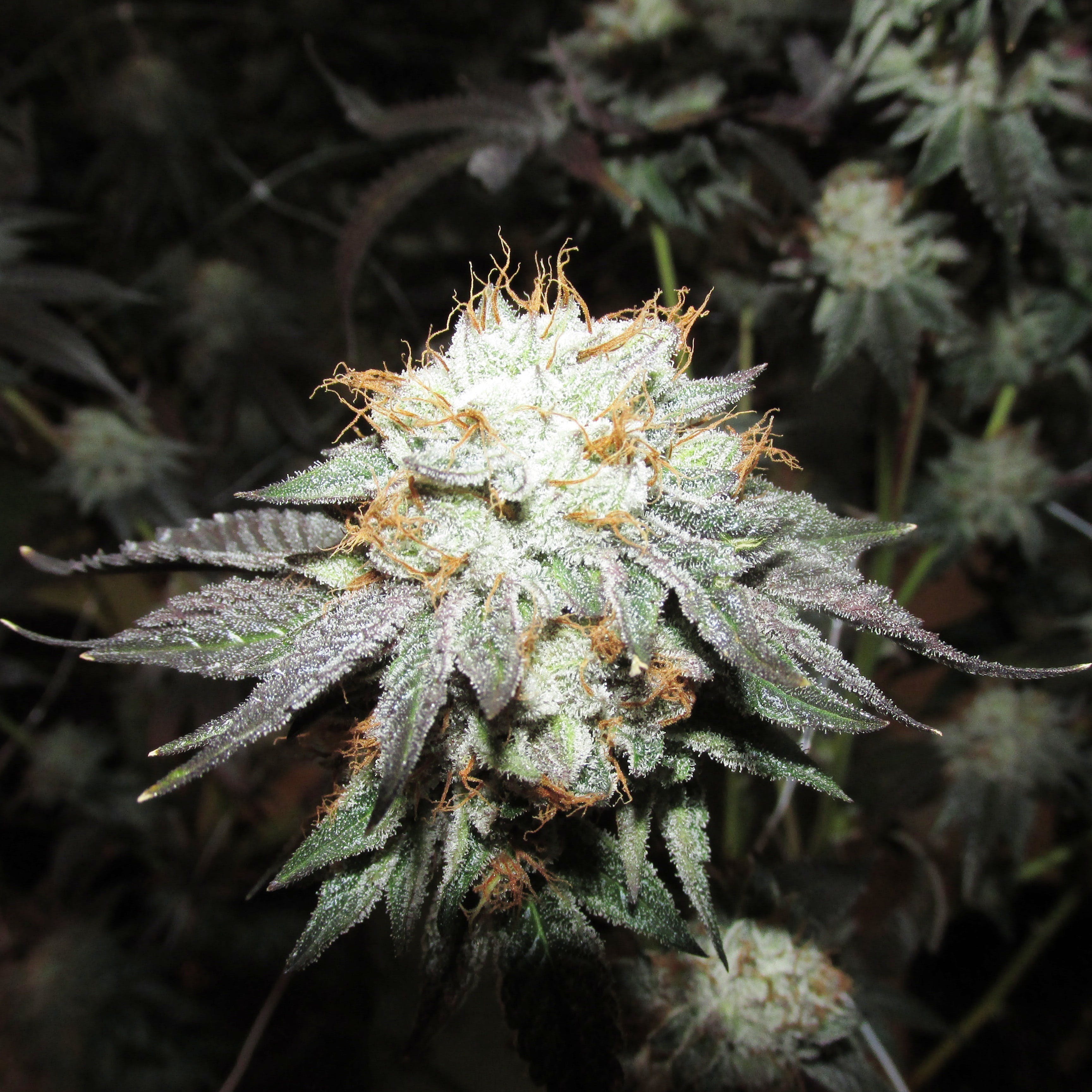 marijuana-dispensary-boulder-botanics-med.jpeg